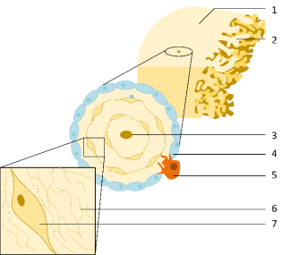 Knochenaufbau